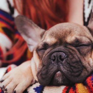 Как избавиться от запаха собаки: рецепты и советы как просто и быстро устранить неприятный запах от животного (70 фото)