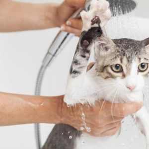Как помыть кота — пошаговая инструкция как просто и быстро искупать кошачьих в домашних условиях (80 фото)